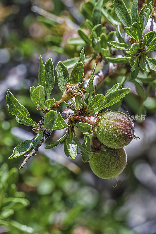 安氏Prunus andersonii是蔷薇科灌木的一种，其名称包括沙漠桃或沙漠杏仁。麦吉溪峡谷，Mono县，内华达山脉，因约国家森林，加利福尼亚州。